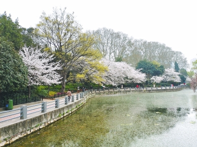 又到櫻花綻放時(shí)，為啥寫櫻花的古詩(shī)詞那么少