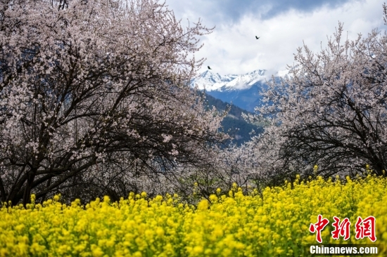 西藏林芝：雪山下桃花開(kāi)