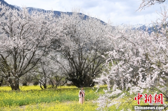 西藏林芝：雪山下桃花開(kāi)