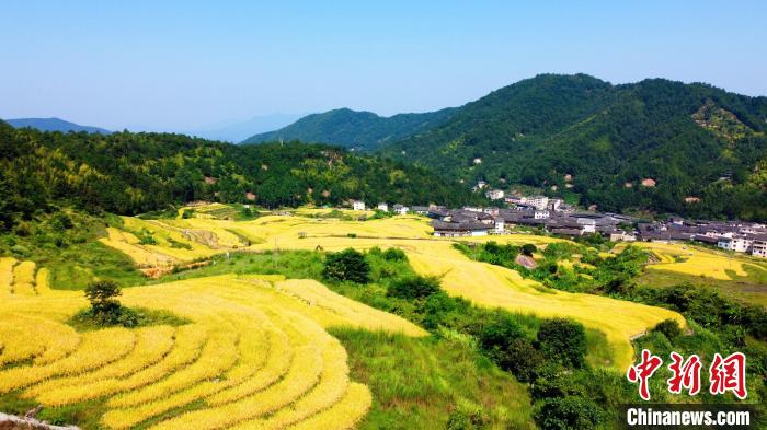 福建永定：梯田美如畫 土樓稻花香