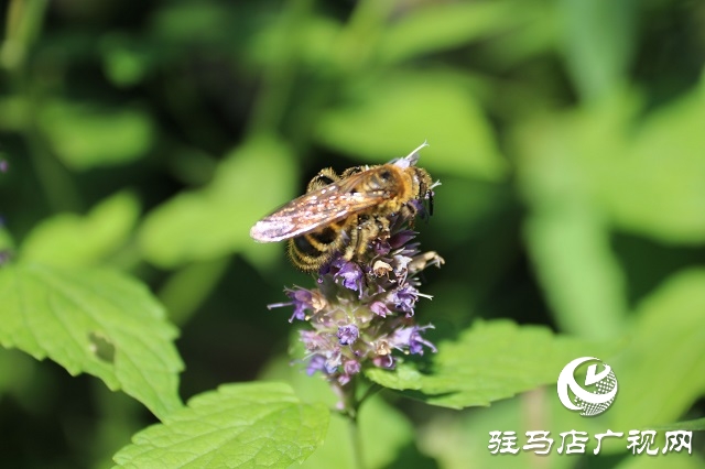 霍香花開濃 蜂蝶蹁躚來