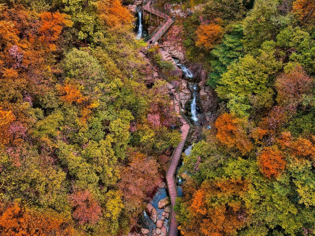 西九華山秋景醉人——紅葉碧竹映射“醉美”深秋！