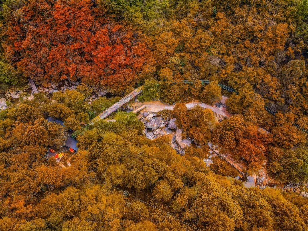 西九華山秋景醉人——紅葉碧竹映射“醉美”深秋！