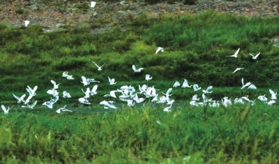 沙河國(guó)家濕地公園，一天兩次被央視“點(diǎn)贊”