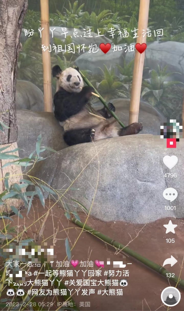 北京動物園：已做好準(zhǔn)備迎接大熊貓丫丫