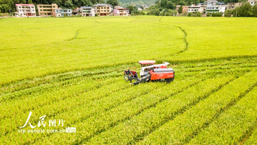 貴州岑鞏：制種水稻收割忙