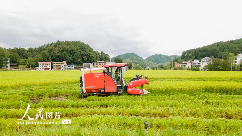 貴州岑鞏：制種水稻收割忙