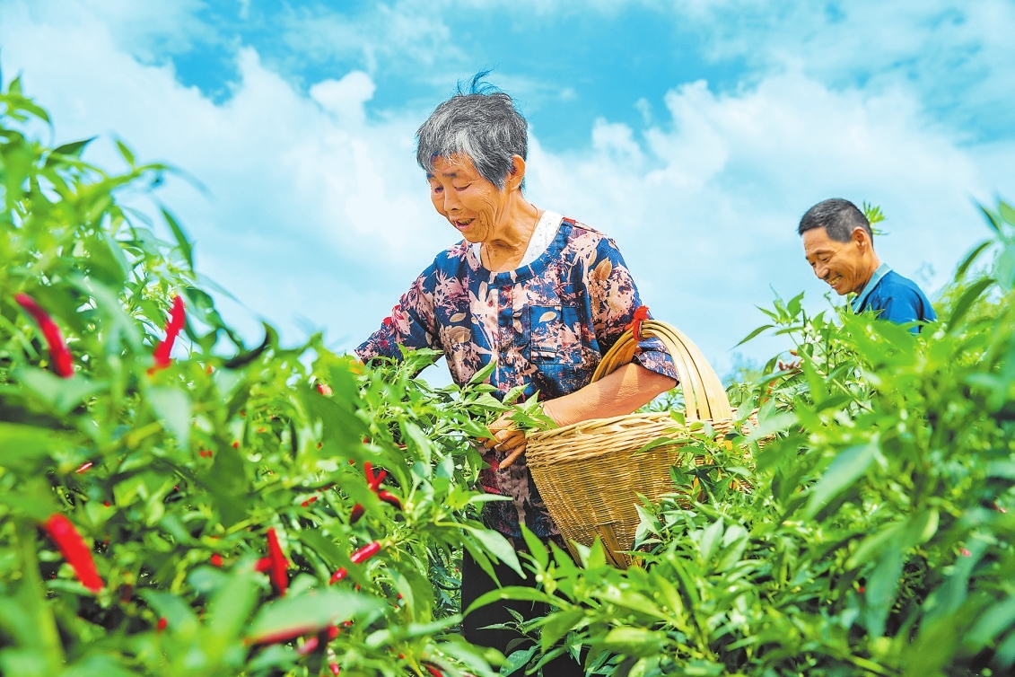 新時(shí)代 新征程 新偉業(yè)丨辣椒產(chǎn)業(yè)富百姓