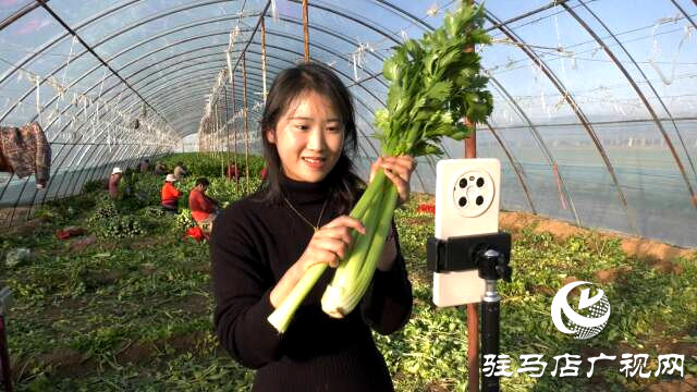 上蔡融媒樂助：芹菜每斤3角錢，量大從優(yōu)!