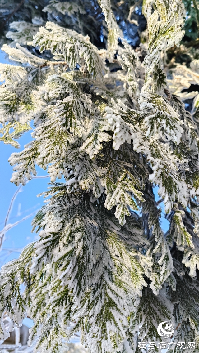 駐馬店老樂山：一夜寒風(fēng)起 萬樹銀花開