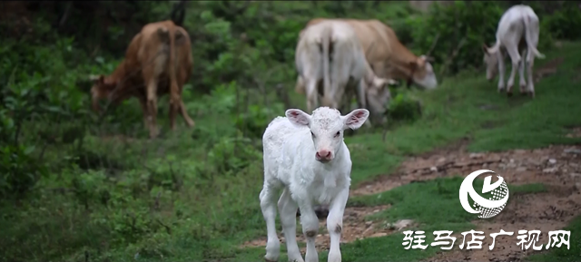 寒潮來襲 畜牧業(yè)生產(chǎn)這樣防范應(yīng)對(duì)