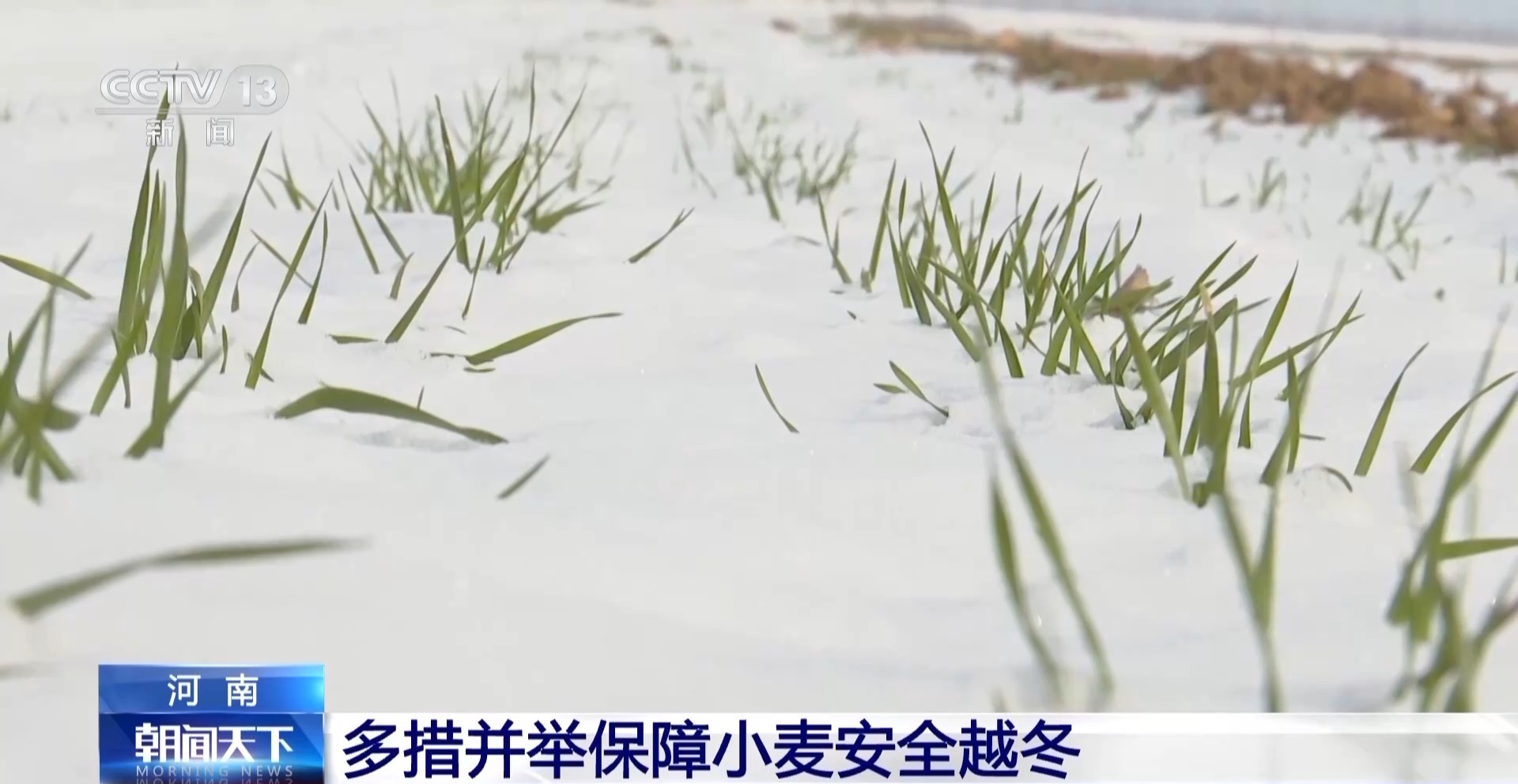 降雪降溫天氣小麥如何安全越冬？辦法來(lái)了