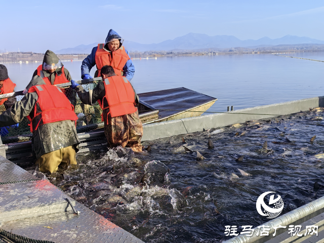 新春走基層||泌陽生態(tài)好魚滿倉 好運(yùn)“鰱鰱”冬捕忙