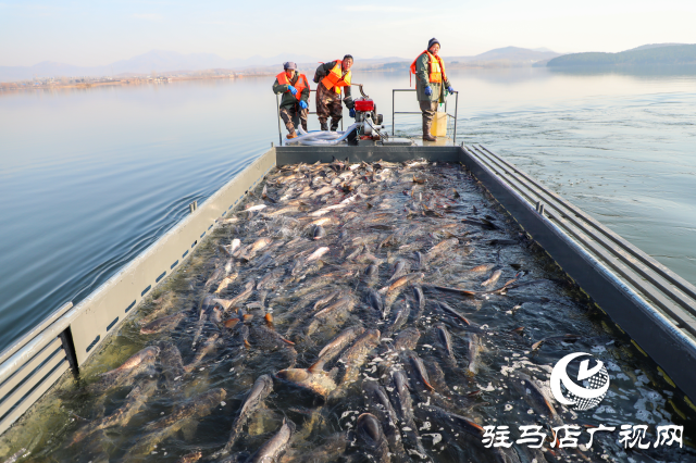 新春走基層||泌陽生態(tài)好魚滿倉 好運(yùn)“鰱鰱”冬捕忙