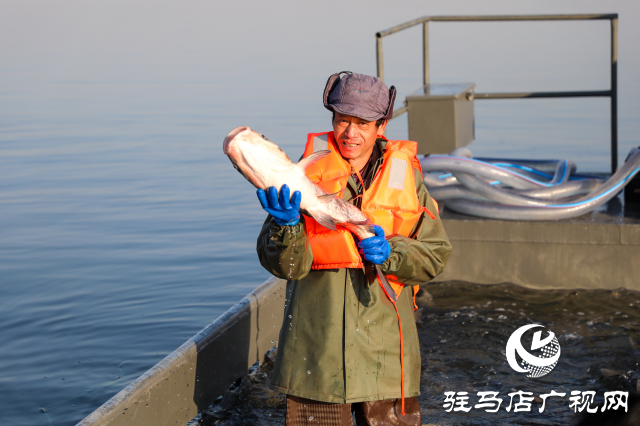 新春走基層||泌陽生態(tài)好魚滿倉 好運(yùn)“鰱鰱”冬捕忙