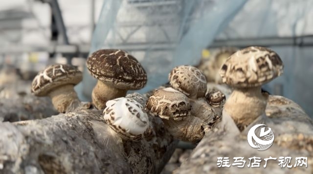 泌陽花菇集約制棒生態(tài)出菇技術(shù)觀摩培訓(xùn)會召開