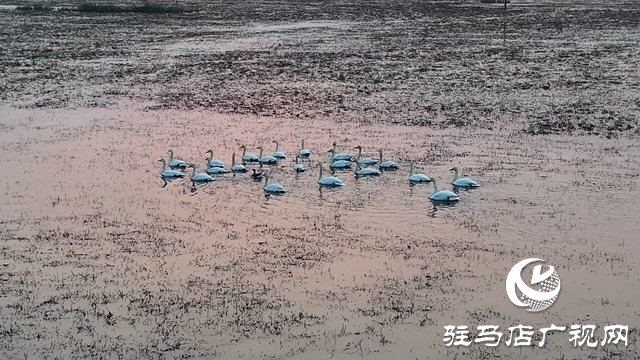 寒冬，他們在宿鴨湖濕地守護(hù)候鳥