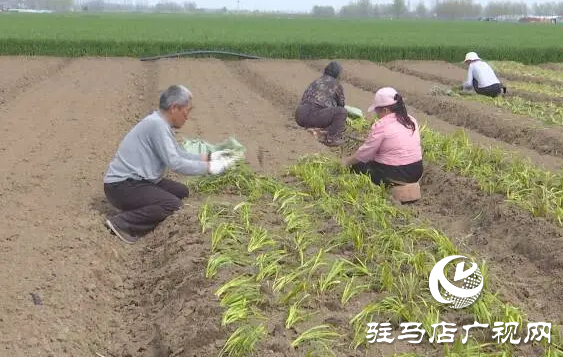 上蔡縣邵店鎮(zhèn)后楊村：小香蔥種植讓村民的生活越來(lái)越富裕