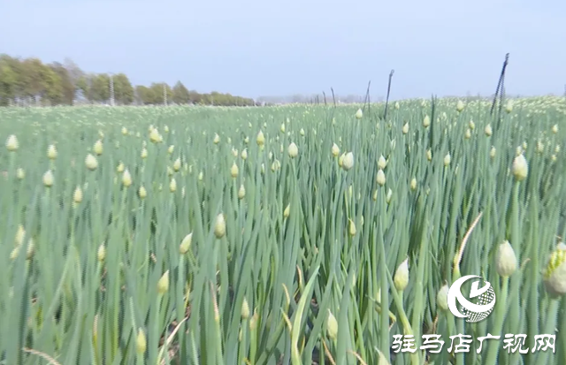 上蔡縣邵店鎮(zhèn)后楊村：小香蔥種植讓村民的生活越來(lái)越富裕