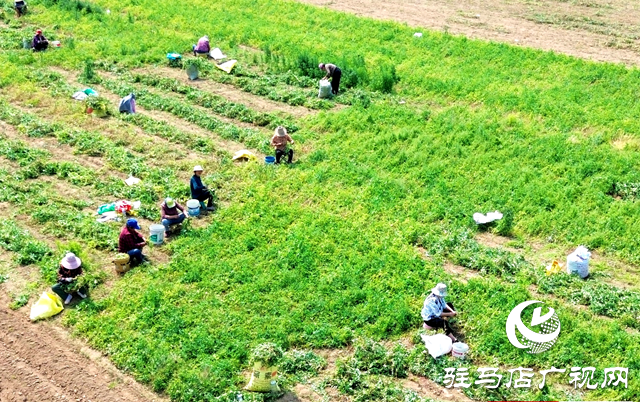 泌陽縣黃山口鄉(xiāng)：初夏豌豆香 田間采摘忙