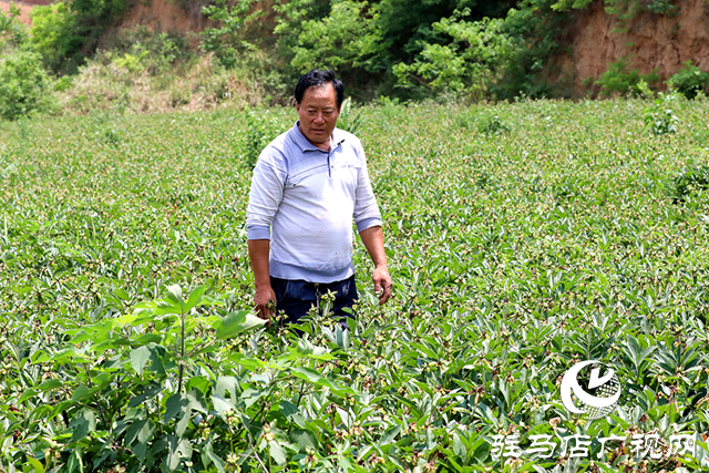 泌陽(yáng)縣：山鄉(xiāng)開遍“草藥花”