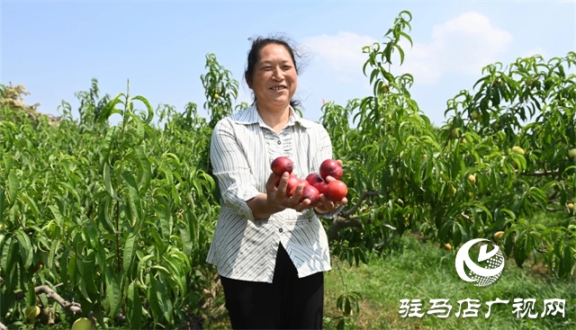 泌陽(yáng)馬谷田鎮(zhèn)郭莊水庫(kù)紅桃迎來(lái)采摘季