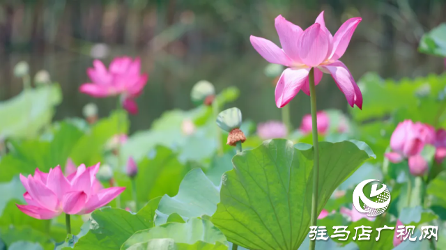 汝南：“荷”你相約 美在當“夏”