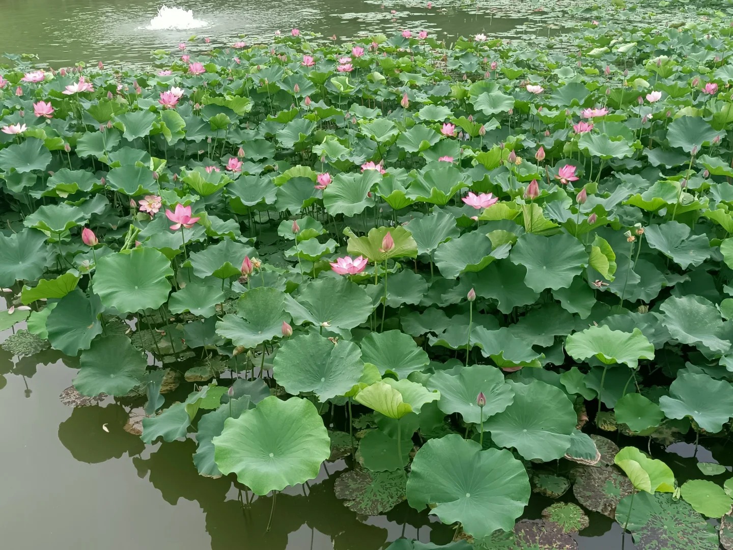 夏至丨萬(wàn)物盛極時(shí) 美好伴夏生