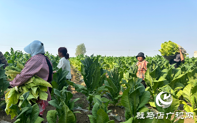 泌陽縣郭集鎮(zhèn)：“綠葉”變“金葉” 煙農烤煙忙