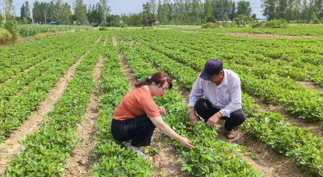 暴雨過后如何防范農(nóng)田內(nèi)澇？農(nóng)業(yè)專家支招