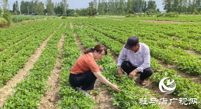 暴雨過后如何防范農(nóng)田內(nèi)澇？農(nóng)業(yè)專家支招