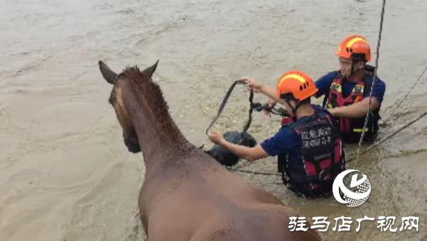 泌陽縣：四匹馬被困洪流 消防成功救援上岸