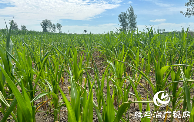 泌陽縣郭集鎮(zhèn)：抓好雨后秋田管理 保群眾“糧食安全”