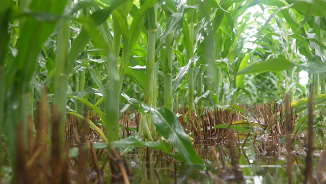 打完藥就下雨 農(nóng)藥要不要重新噴?