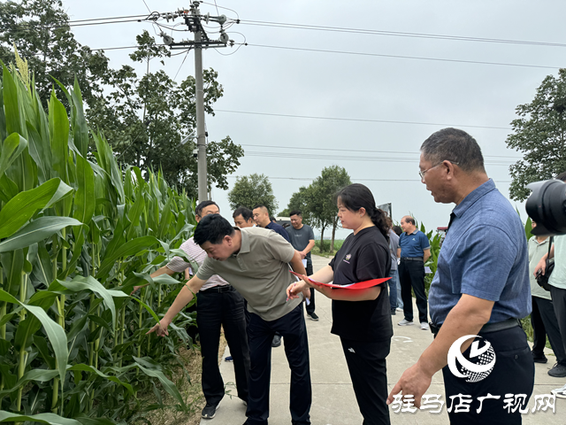 駐馬店市農科院組織開展秋作物科技示范基地觀摩