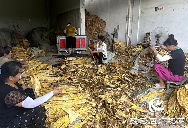 泌陽(yáng)縣郭集鎮(zhèn)：煙葉迎豐收 烘烤收獲忙