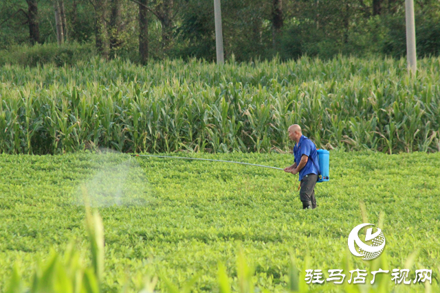 泌陽縣黃山口鄉(xiāng)：精準管理 打好秋糧生產主動仗