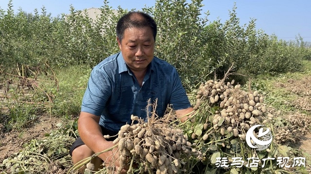 驛城區(qū)順河街道：“羅漢果”花生喜獲豐收