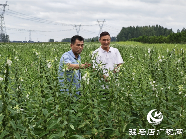 “芥菜王”馬仁偉：匠心打造地域名片 擦亮鄉(xiāng)村振興的底色