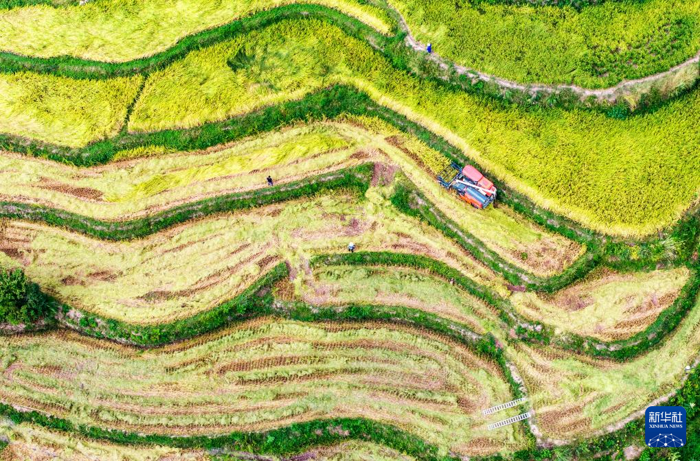 金秋處處好“豐”景