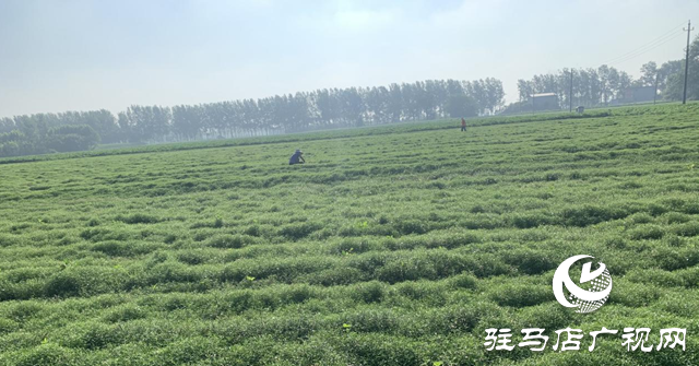 汝南縣和孝鎮(zhèn)：中藥材種出好“錢(qián)”景