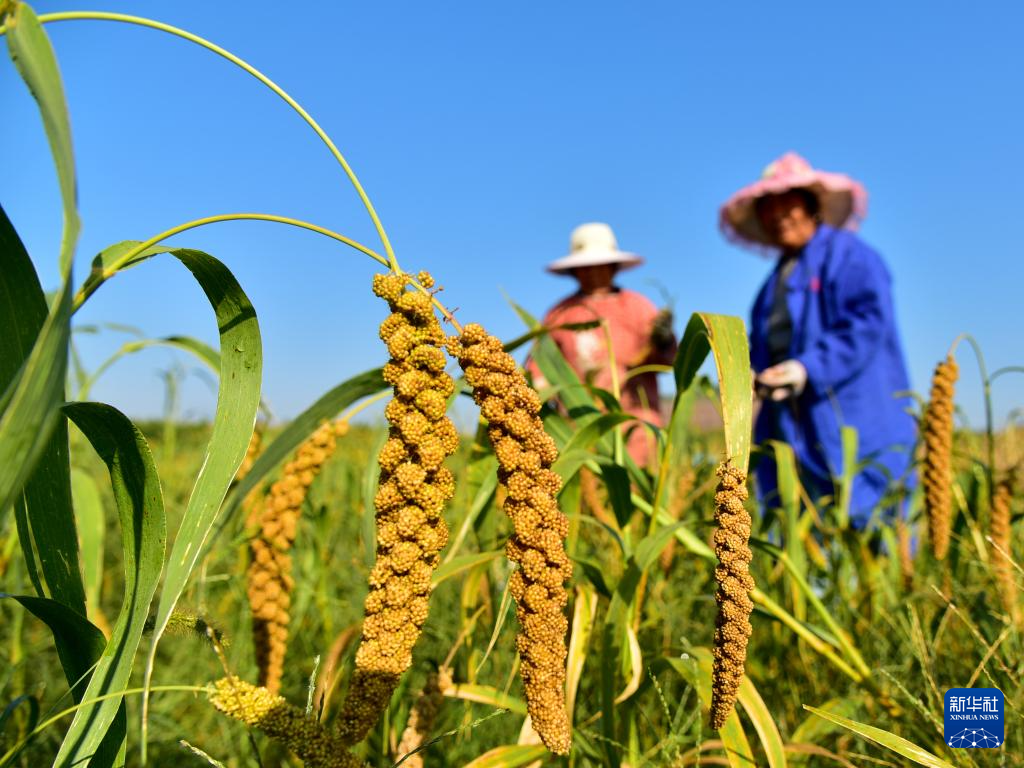 豐收圖