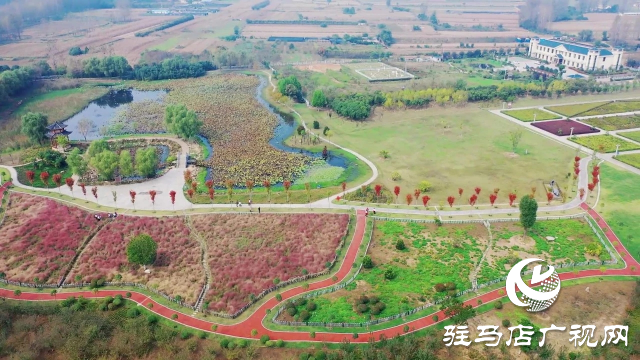 泌陽漢風(fēng)公園，秋日里的粉色夢境