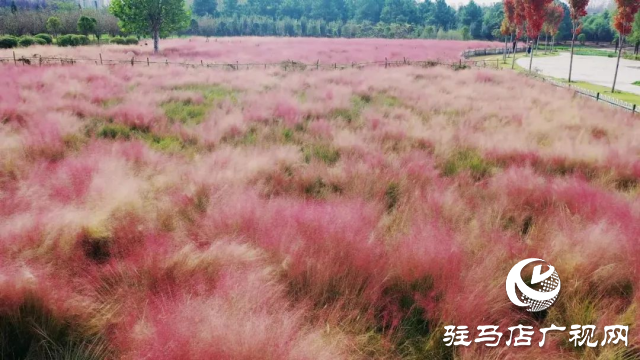 泌陽漢風(fēng)公園，秋日里的粉色夢境