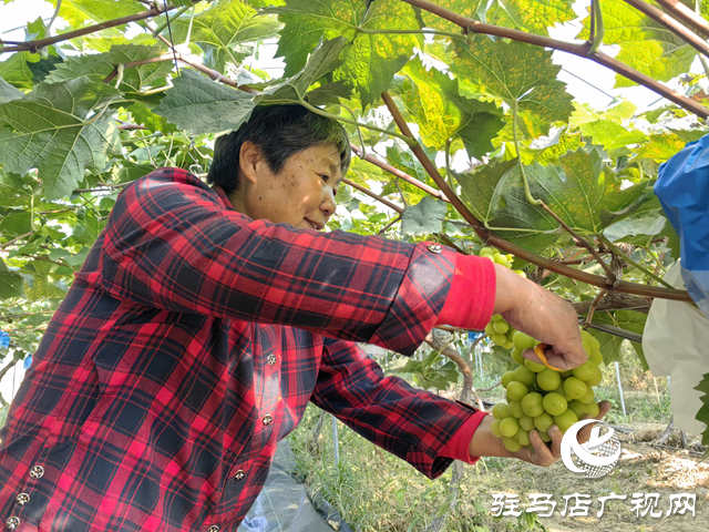 驛城區(qū)諸市鎮(zhèn)魏莊：“陽(yáng)光玫瑰”照亮致富路