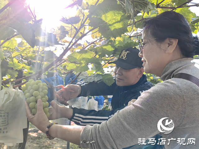 驛城區(qū)諸市鎮(zhèn)魏莊：“陽(yáng)光玫瑰”照亮致富路