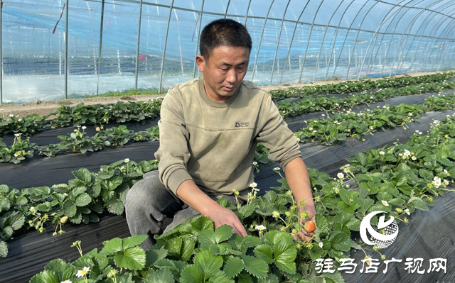 驛城區(qū)順河街道：草莓新鮮上市 開啟冬日甜蜜時光