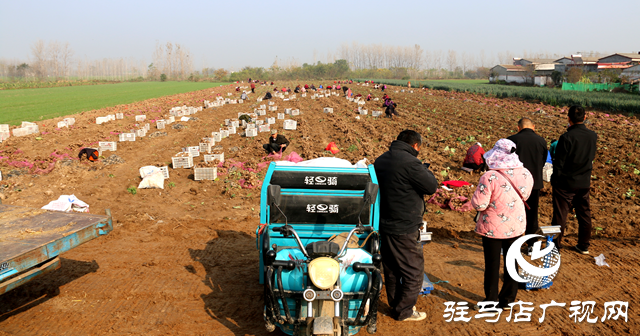 確山縣朗陵街道：黨建引領(lǐng)“巾幗”紅 蓄力賦能促振興