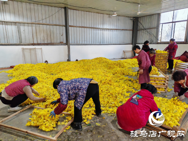 平輿縣廟灣鎮(zhèn)大楊村：金絲皇菊鋪就鄉(xiāng)村振興“致富路”