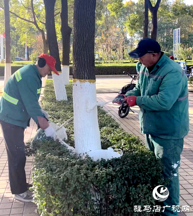 駐馬店：市區(qū)樹木刷白行動(dòng)啟動(dòng) 助力園林植物安然過(guò)冬